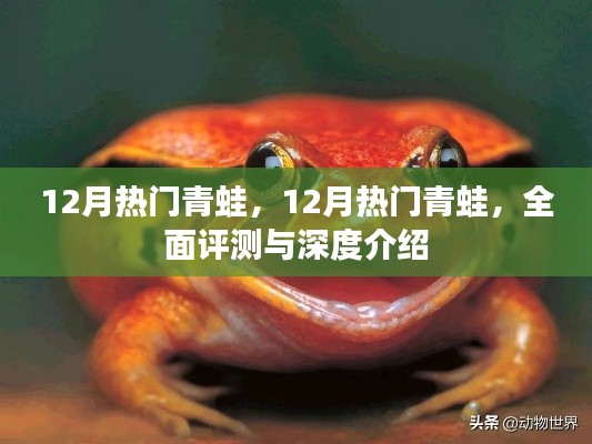 全面评测与深度介绍，十二月热门青蛙