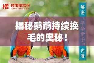 揭秘鹦鹉持续换毛的奥秘!