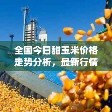 全国今日甜玉米价格走势分析，最新行情概览