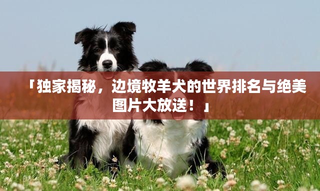 「独家揭秘,边境牧羊犬的世界排名与绝美图片大放送!」