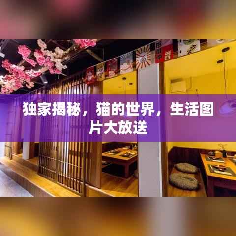 独家揭秘,猫的世界,生活图片大放送